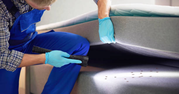 Best Termite Control Services  in Corona De Tucson, AZ