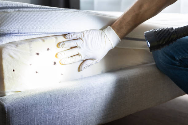 Best Pest Prevention Services  in Corona De Tucson, AZ