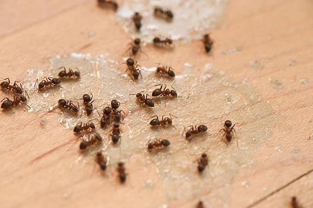 Best Wasp Removal Services  in Corona De Tucson, AZ