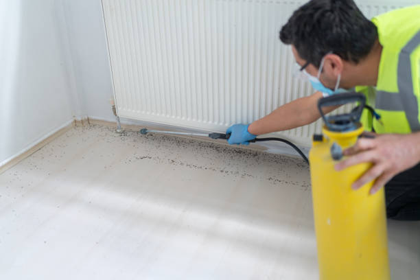 Best Local Pest Control Services  in Corona De Tucson, AZ
