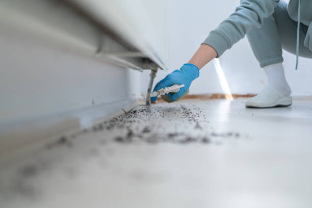 Best Affordable Pest Control Services  in Corona De Tucson, AZ
